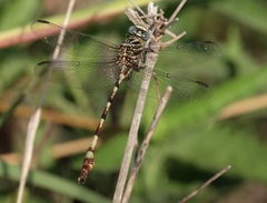 Aphylla angustifolia