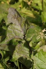 Podosphaera erigerontis-canadensis