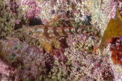Notoclinops segmentatus