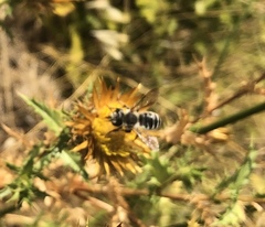 Megachile albisecta