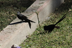 Crotophaga sulcirostris