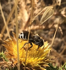 Megachile albisecta