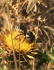 Megachile albisecta