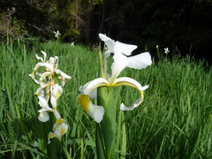 Iris orientalis