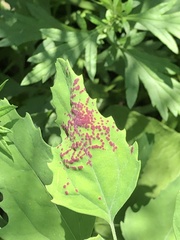 Norvellina chenopodii