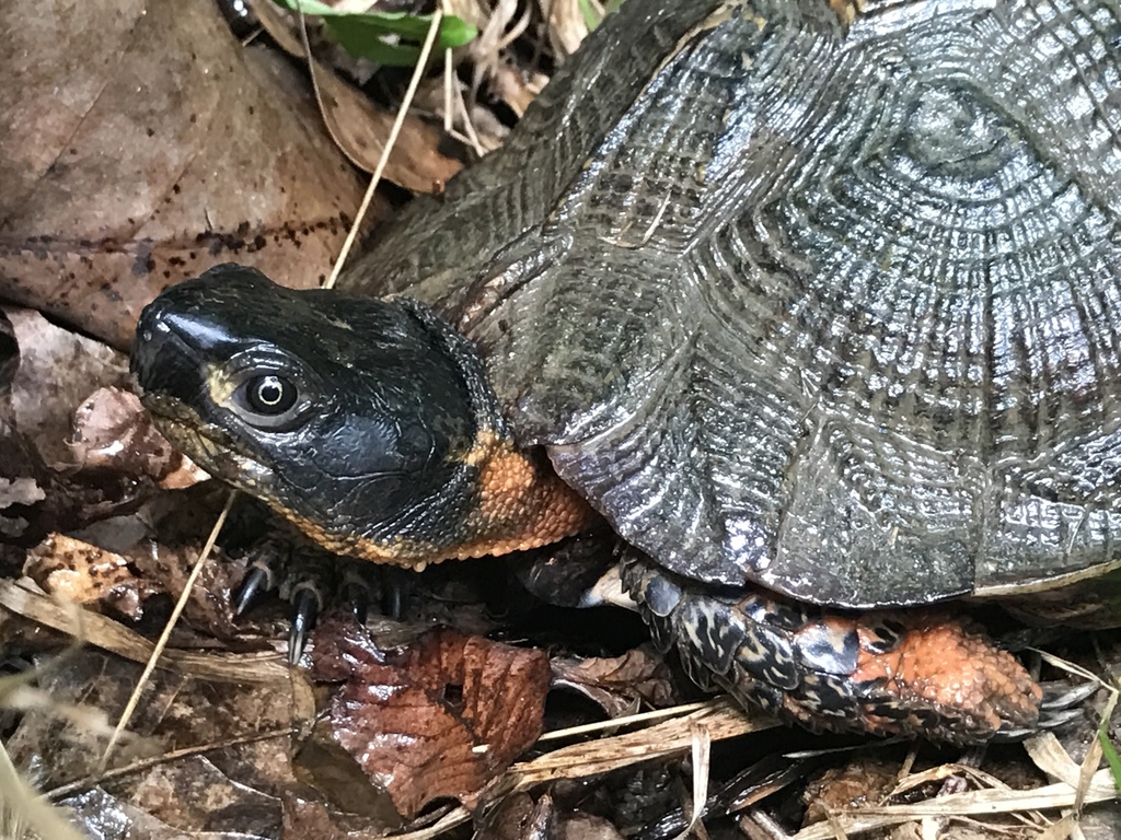 Wood Turtle