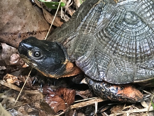 Wood Turtle