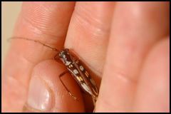 Eburia decemmaculata