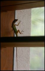 Anolis wattsii