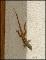 Anolis wattsii