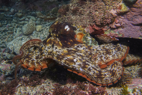 Octonicles Fish Photo 89133987, (c) lcolmer, some rights reserved (CC BY-NC), uploaded ...