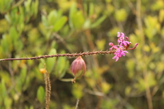 Epidendrum arachnoglossum