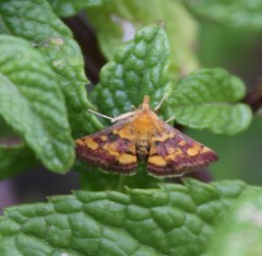 Pyrausta aurata