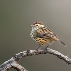Speckled Warbler photo 4