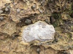 Magallana gigas