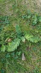 Jacobaea vulgaris