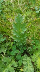 Jacobaea vulgaris