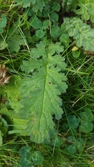 Jacobaea vulgaris
