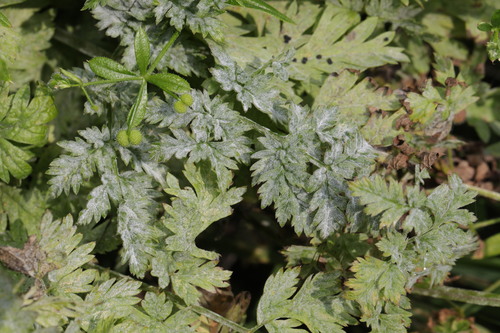 Umbellifer Powdery Mildew
