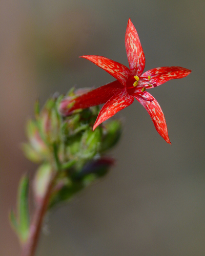 Scarlet Gilia