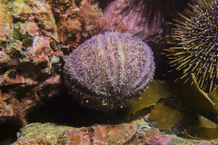 Amblypneustes elevatus