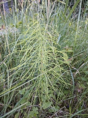 Equisetum pratense image