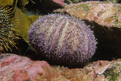 Amblypneustes elevatus