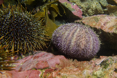 Amblypneustes elevatus