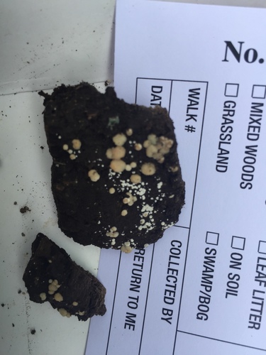 Trichoderma americanum image