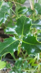 Ilex aquifolium