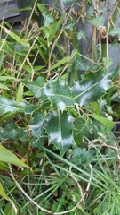 Ilex aquifolium