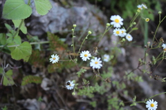 Perityle microglossa saxosa