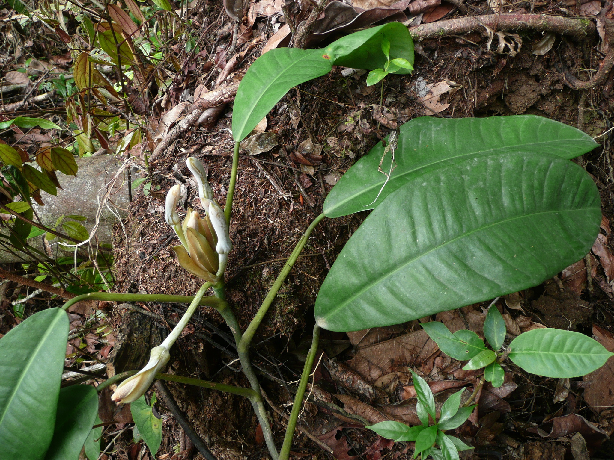 Genus Culcasia · iNaturalist