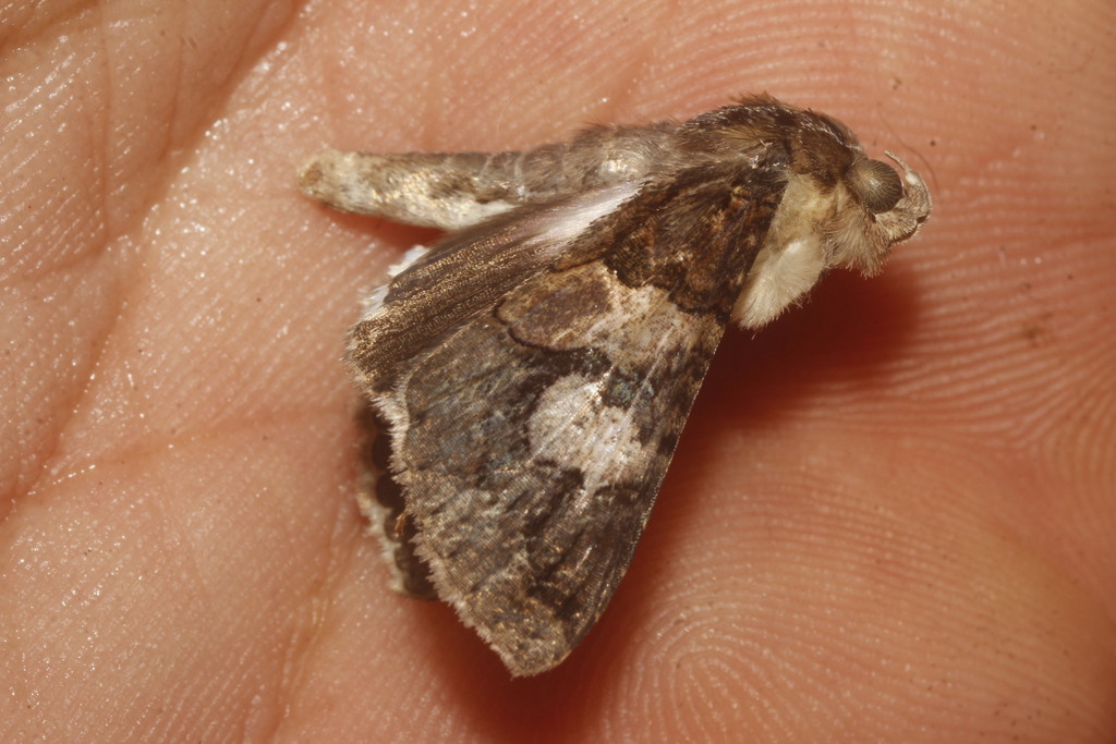 Famelica Melipotis Moth