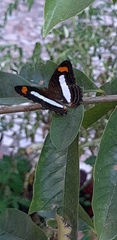 Adelpha iphiclus
