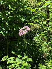 Adenostyles alliariae