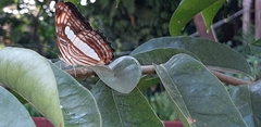 Adelpha iphiclus