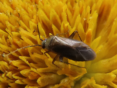 Plagiognathus arbustorum