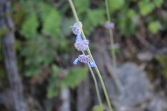 Salvia lasiocephala