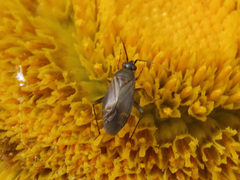 Plagiognathus arbustorum