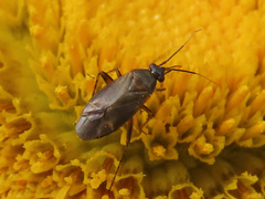 Plagiognathus arbustorum