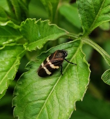 Aeneolamia albofasciata