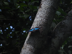 Archaeoprepona demophoon gulina