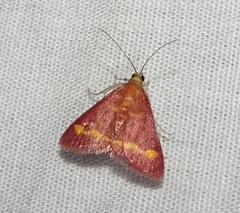 Pyrausta pseuderosnealis