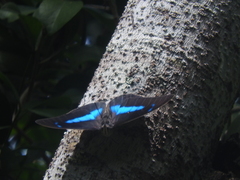 Archaeoprepona demophoon gulina