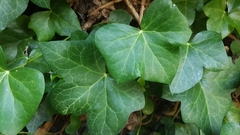 Hedera helix