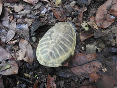 Claudius angustatus