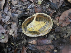 Claudius angustatus
