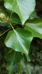 Hedera helix