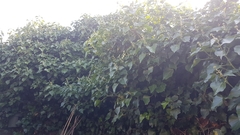 Hedera helix